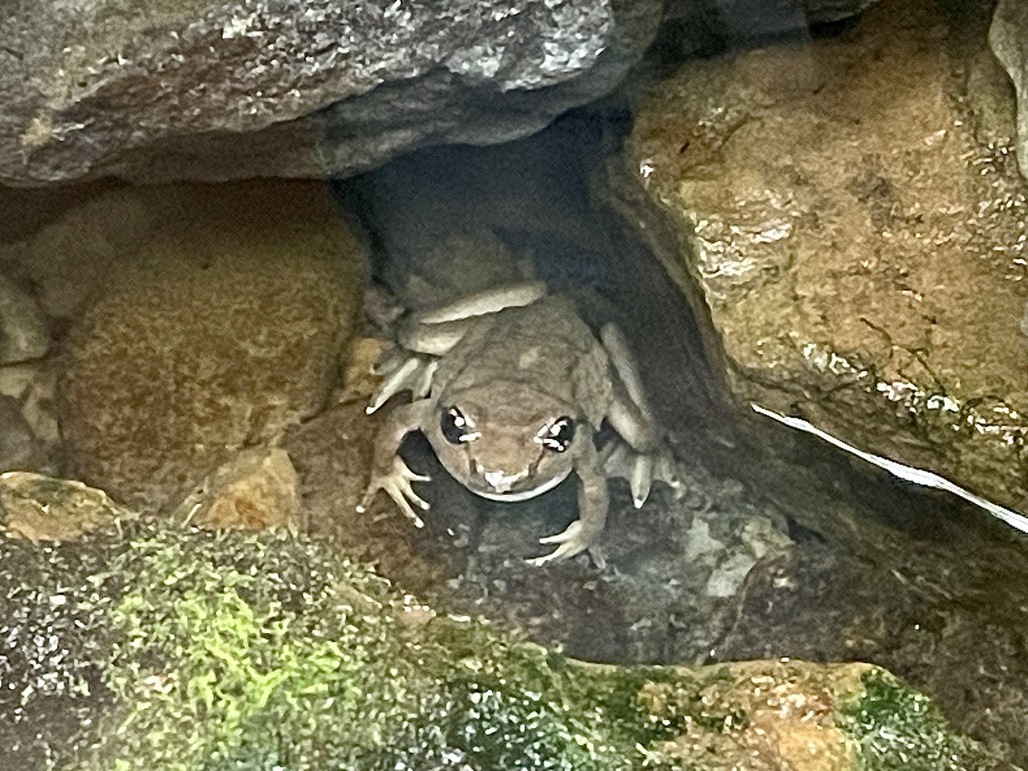 Rocky Mountain Tailed Frog