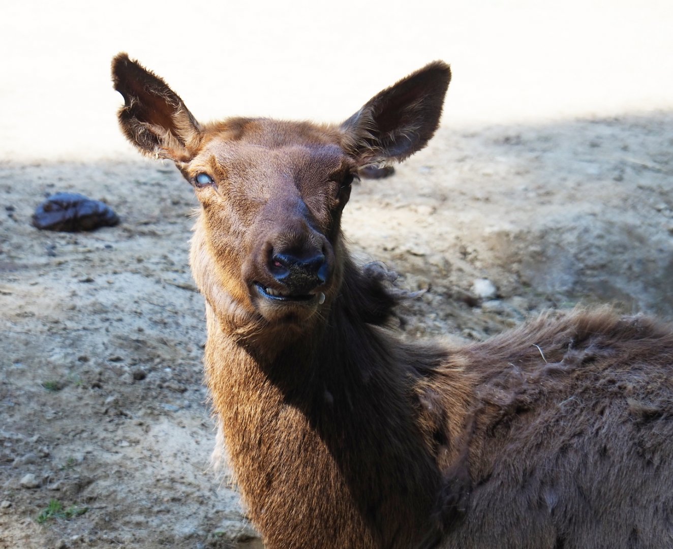 Rocky Mountain wapiti (Cervus canadensis nelsoni), 2019-05-31