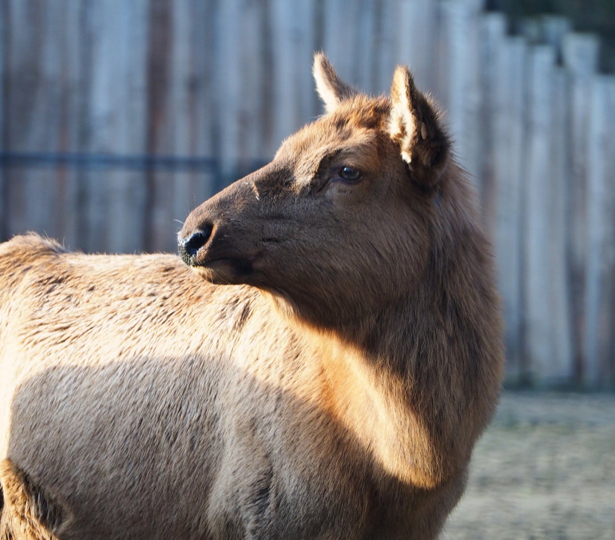 Rocky Mountain wapiti (Cervus canadensis nelsoni), 2019-12-28