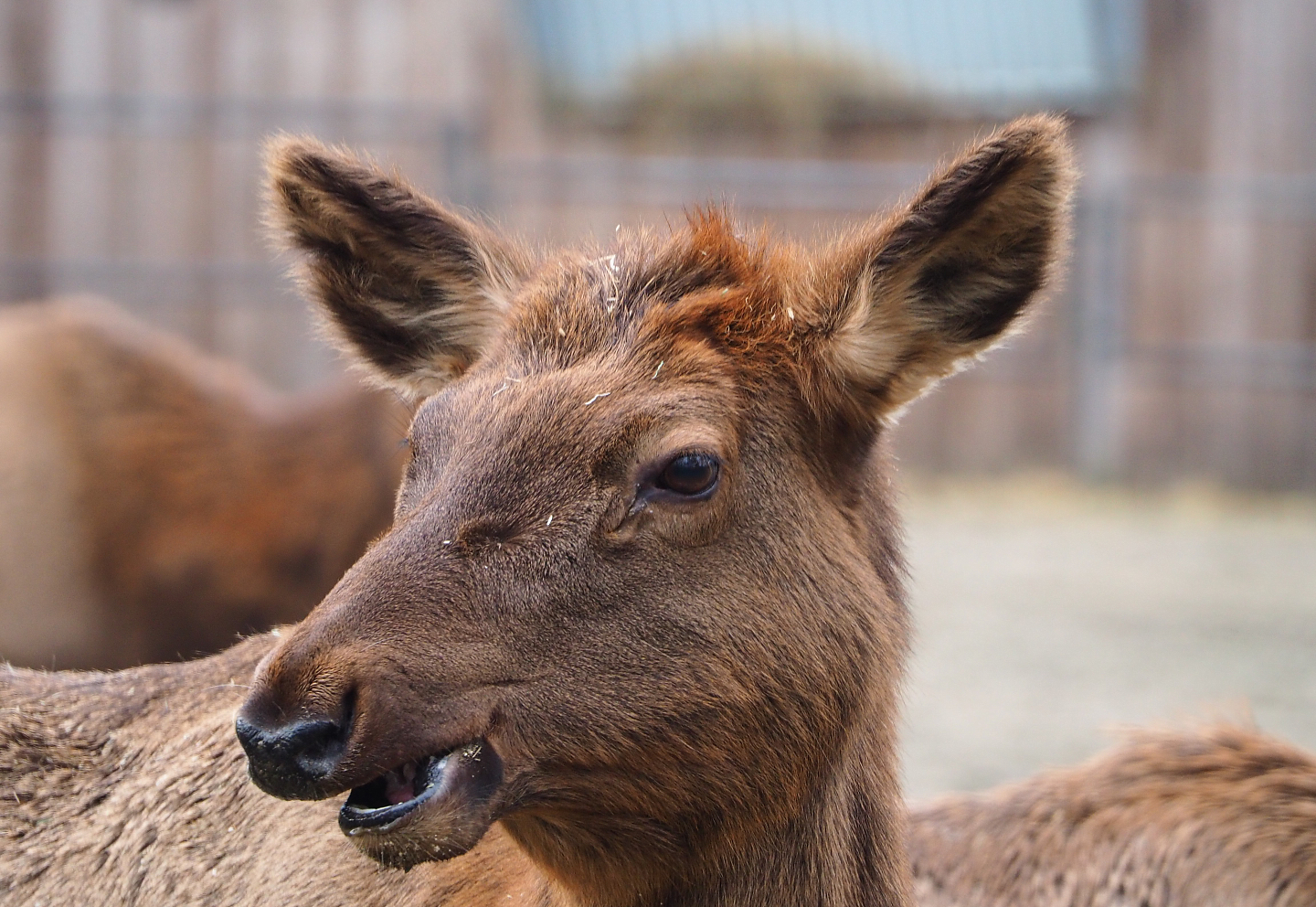 Rocky Mountain wapiti (Cervus canadensis nelsoni), 2020-01-11