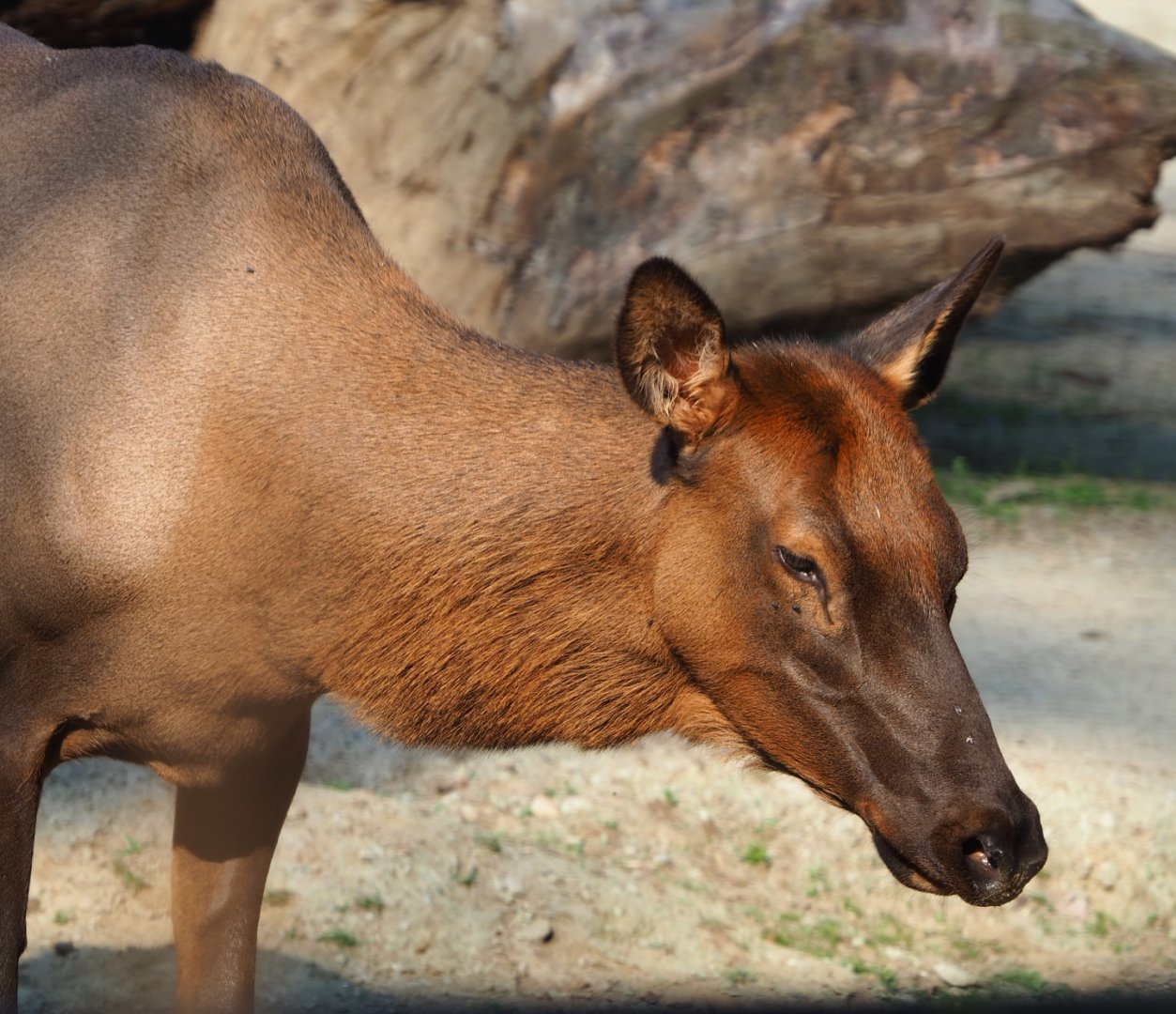 Rocky Mountain wapiti (Cervus canadensis nelsoni), 2020-09-16