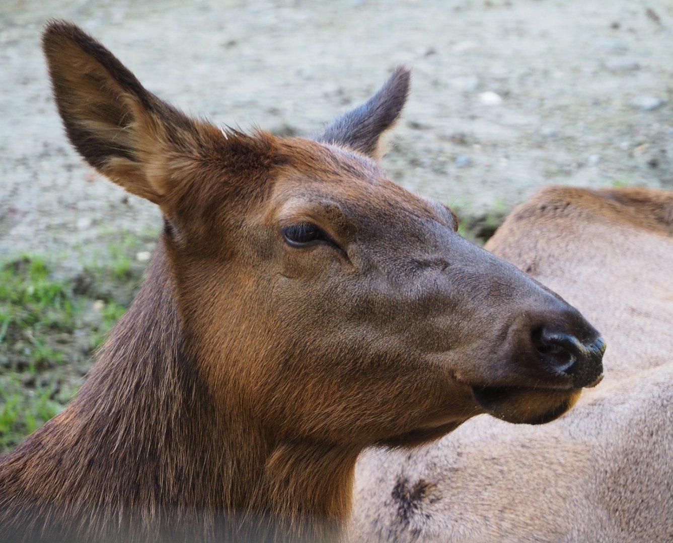 Rocky Mountain wapiti (Cervus canadensis nelsoni), 2020-10-10