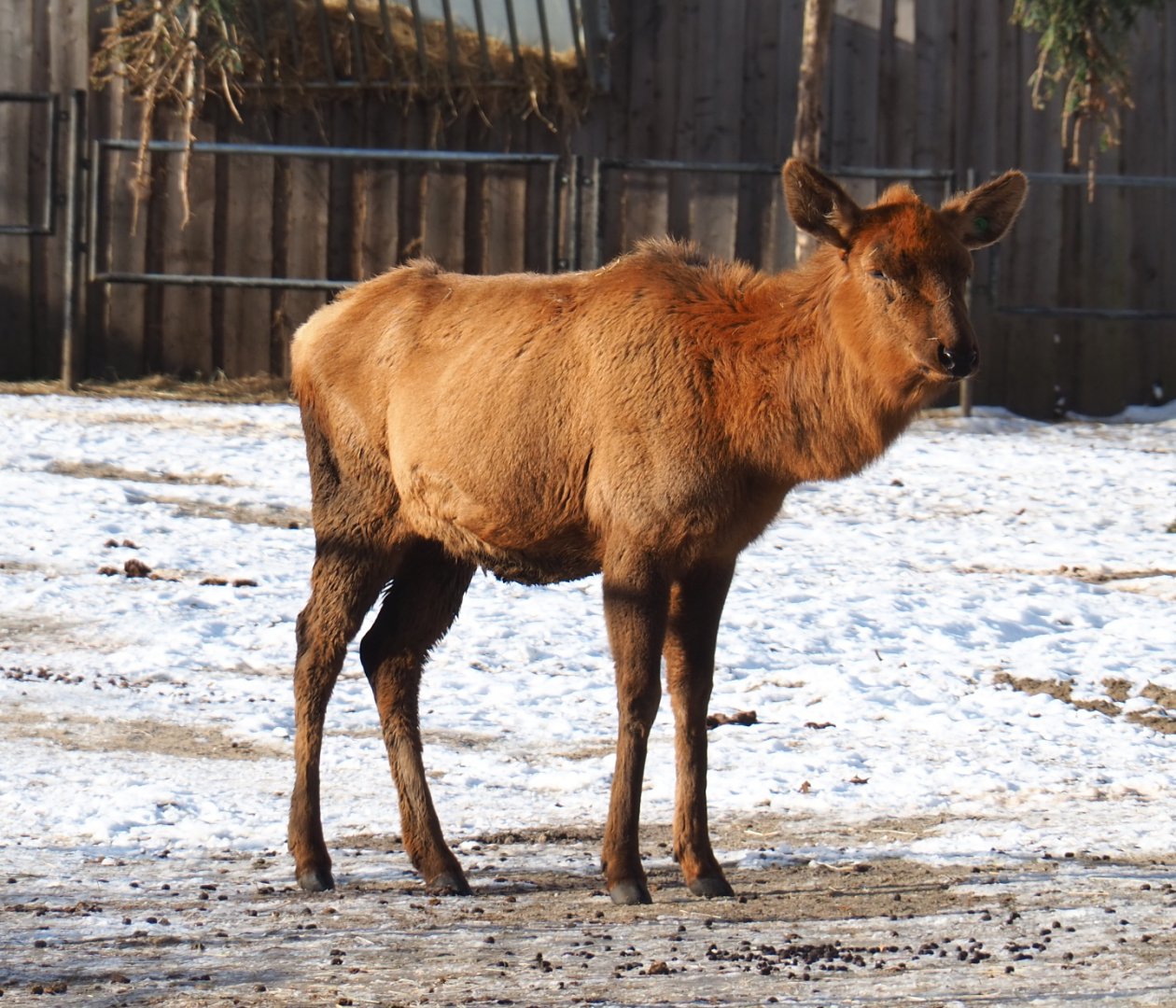 Rocky Mountain wapiti (Cervus canadensis nelsoni), 2021-02-14