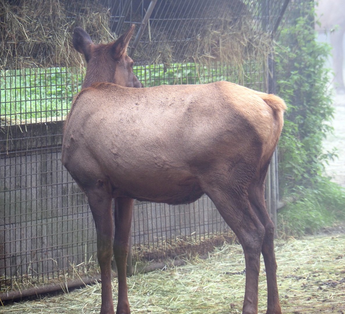 Rocky Mountain wapiti (Cervus canadensis nelsoni), 2021-10-10