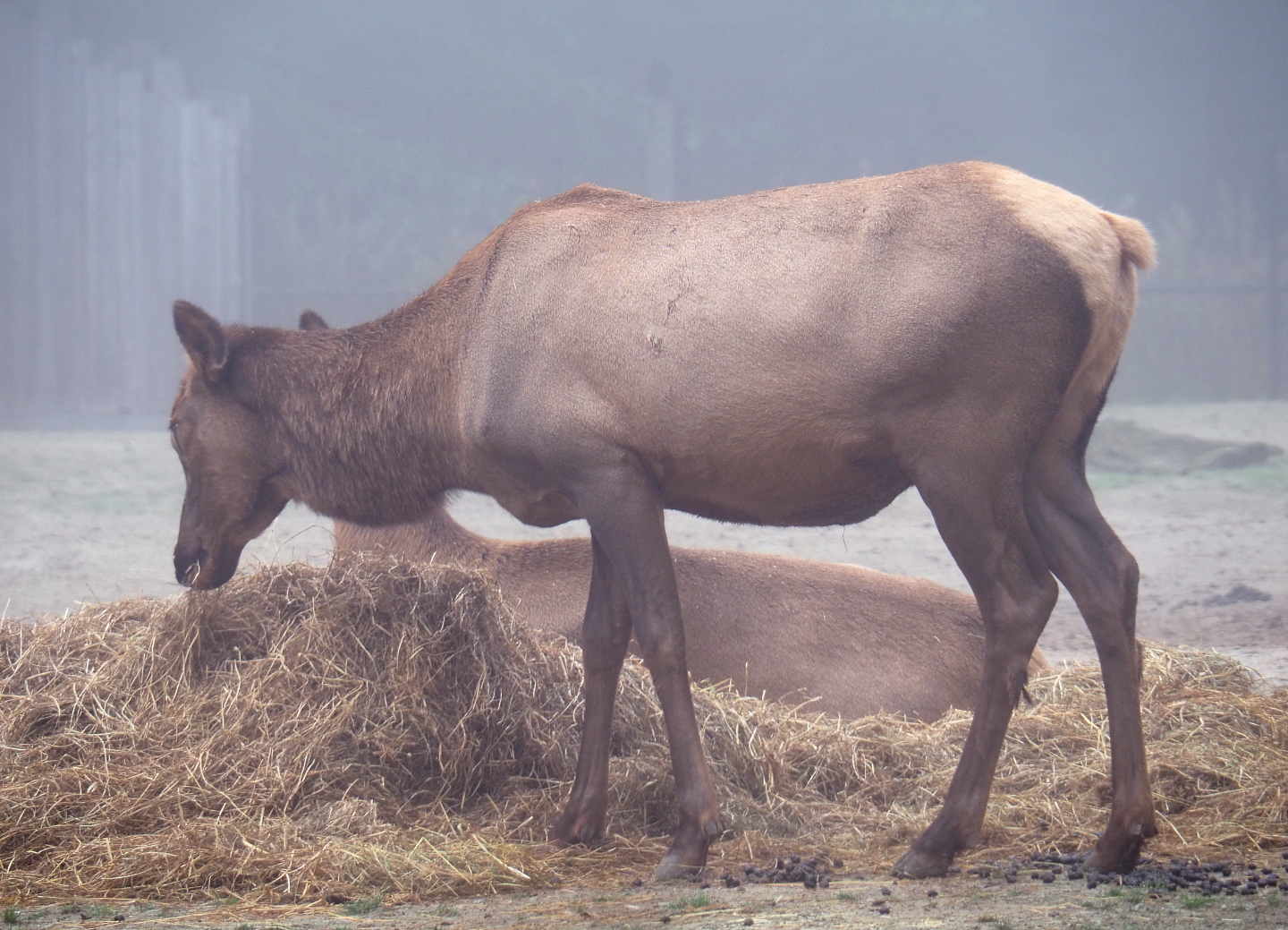 Rocky Mountain wapiti (Cervus canadensis nelsoni), 2021-10-10