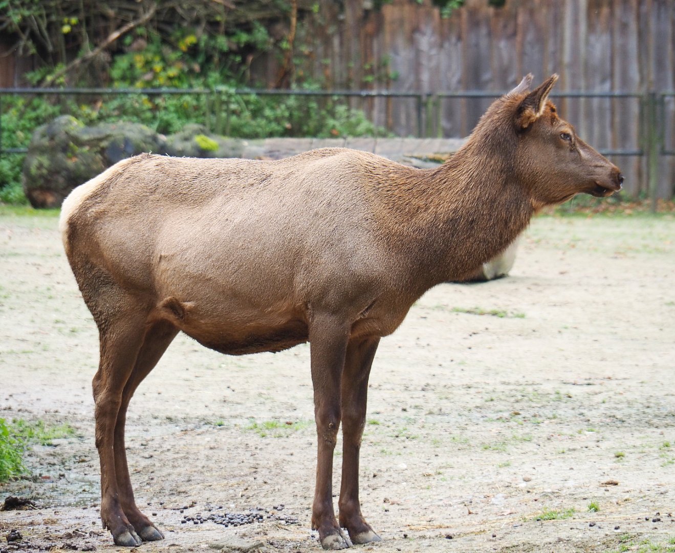 Rocky Mountain wapiti (Cervus canadensis nelsoni), 2021-11-06