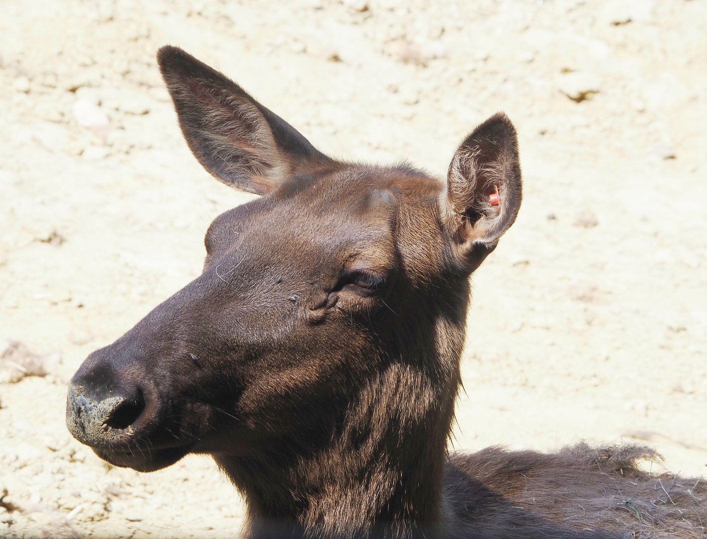 Rocky Mountain wapiti (Cervus canadensis nelsoni), 2022-06-15