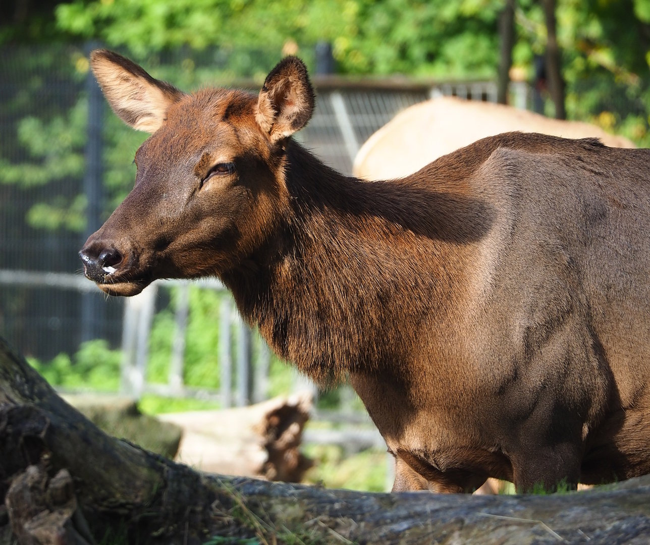 Rocky Mountain wapiti (Cervus canadensis nelsoni), 2022-10-19