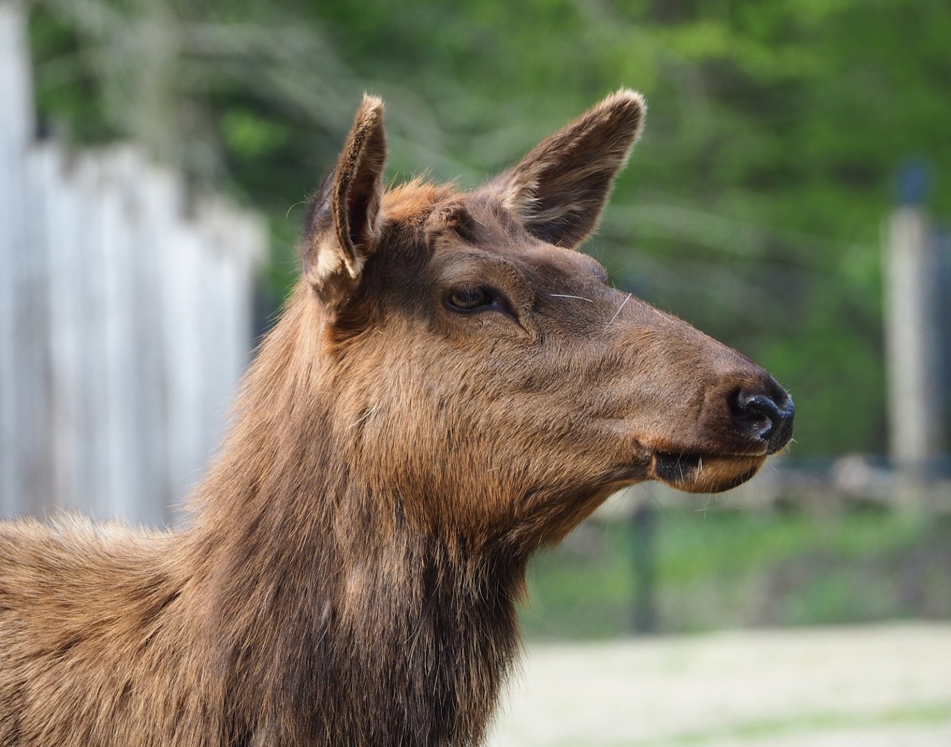 Rocky Mountain wapiti (Cervus canadensis nelsoni), 2023-04-18