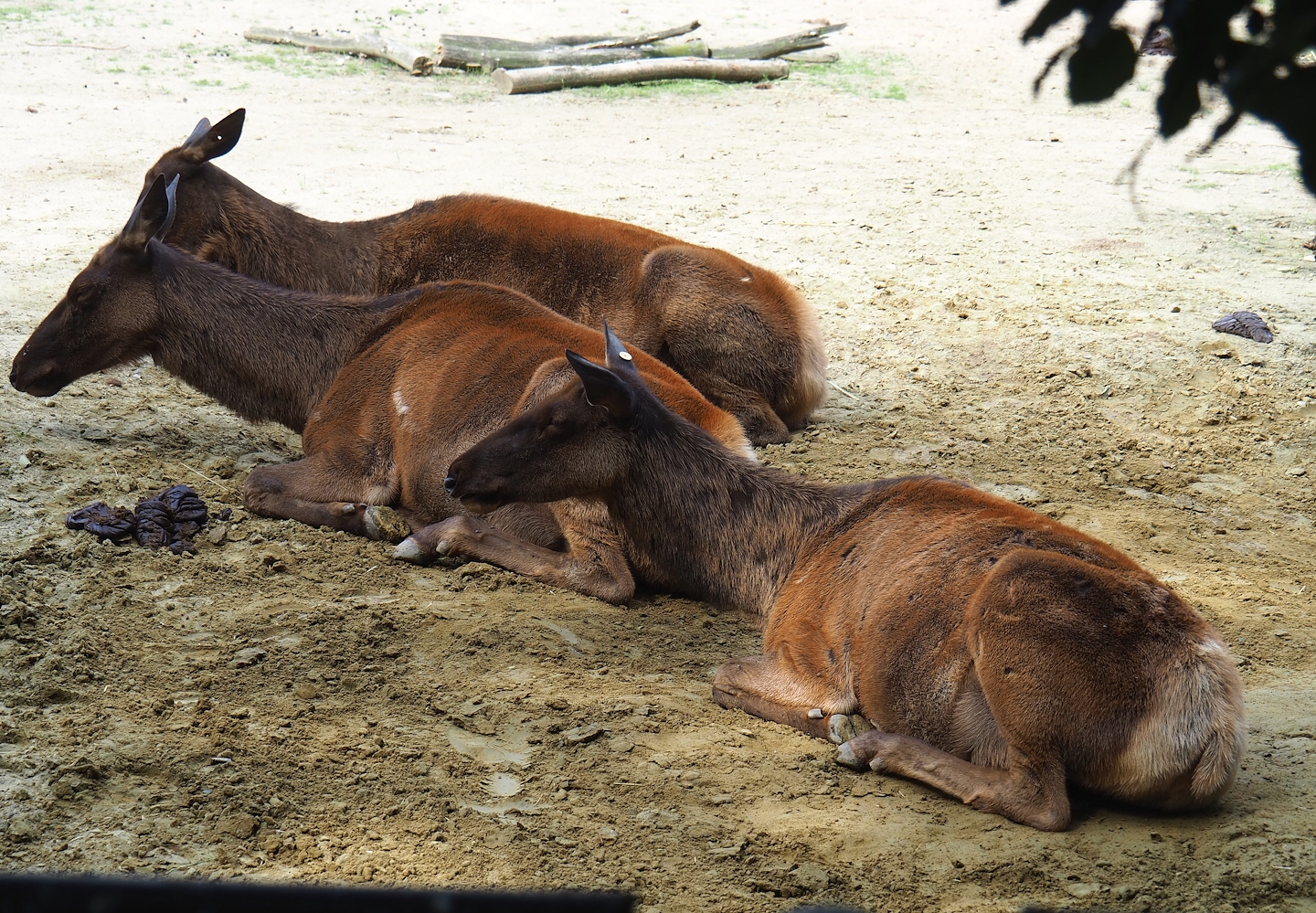 Rocky Mountain wapiti (Cervus canadensis nelsoni), 2023-07-26