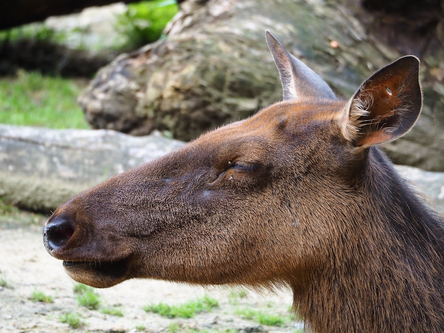 Rocky Mountain wapiti (Cervus canadensis nelsoni), 2023-07-26