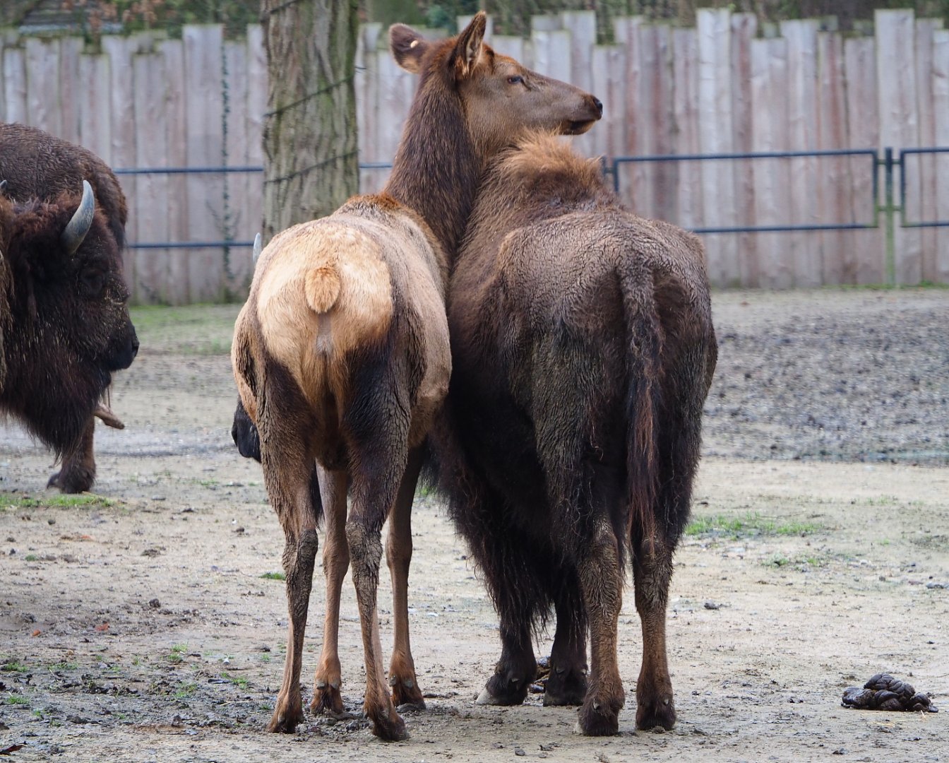 Rocky Mountain wapiti (Cervus canadensis nelsoni) and American plains bison (Bison bison bison), 2020-01-11