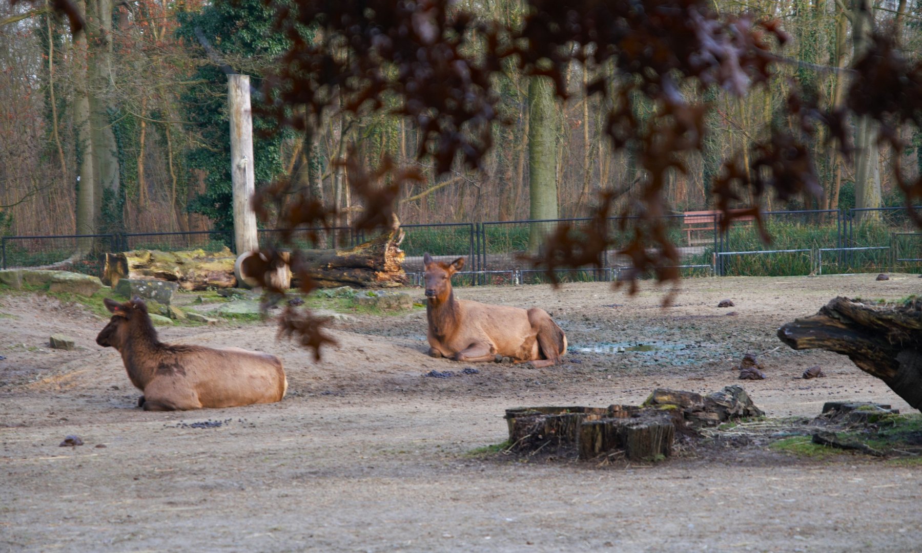 Rocky Mountain Wapiti (Cervus canadensis nelsoni)