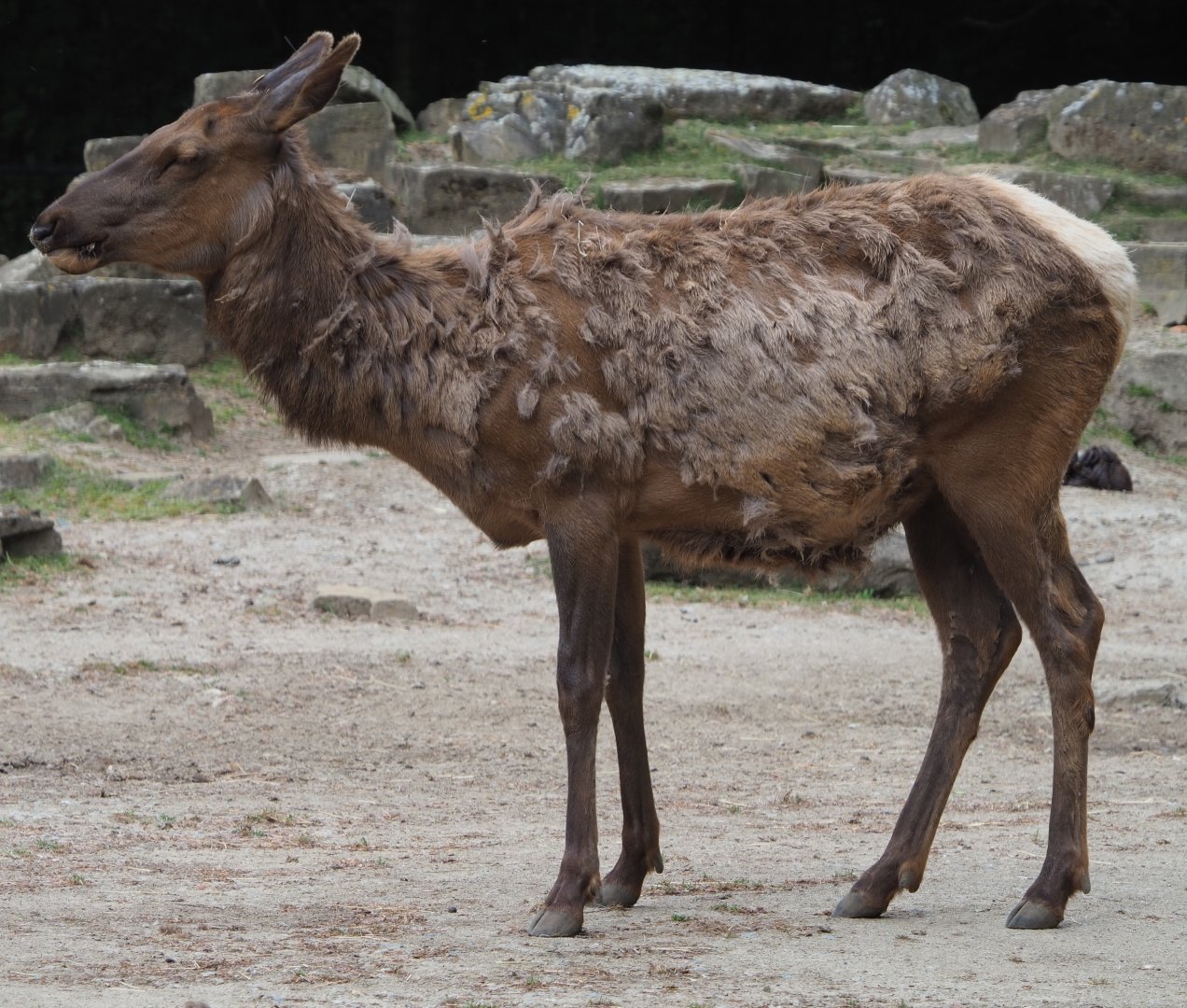 Rocky Mountain wapiti doe (Cervus canadensis nelsoni), 2020-05-23