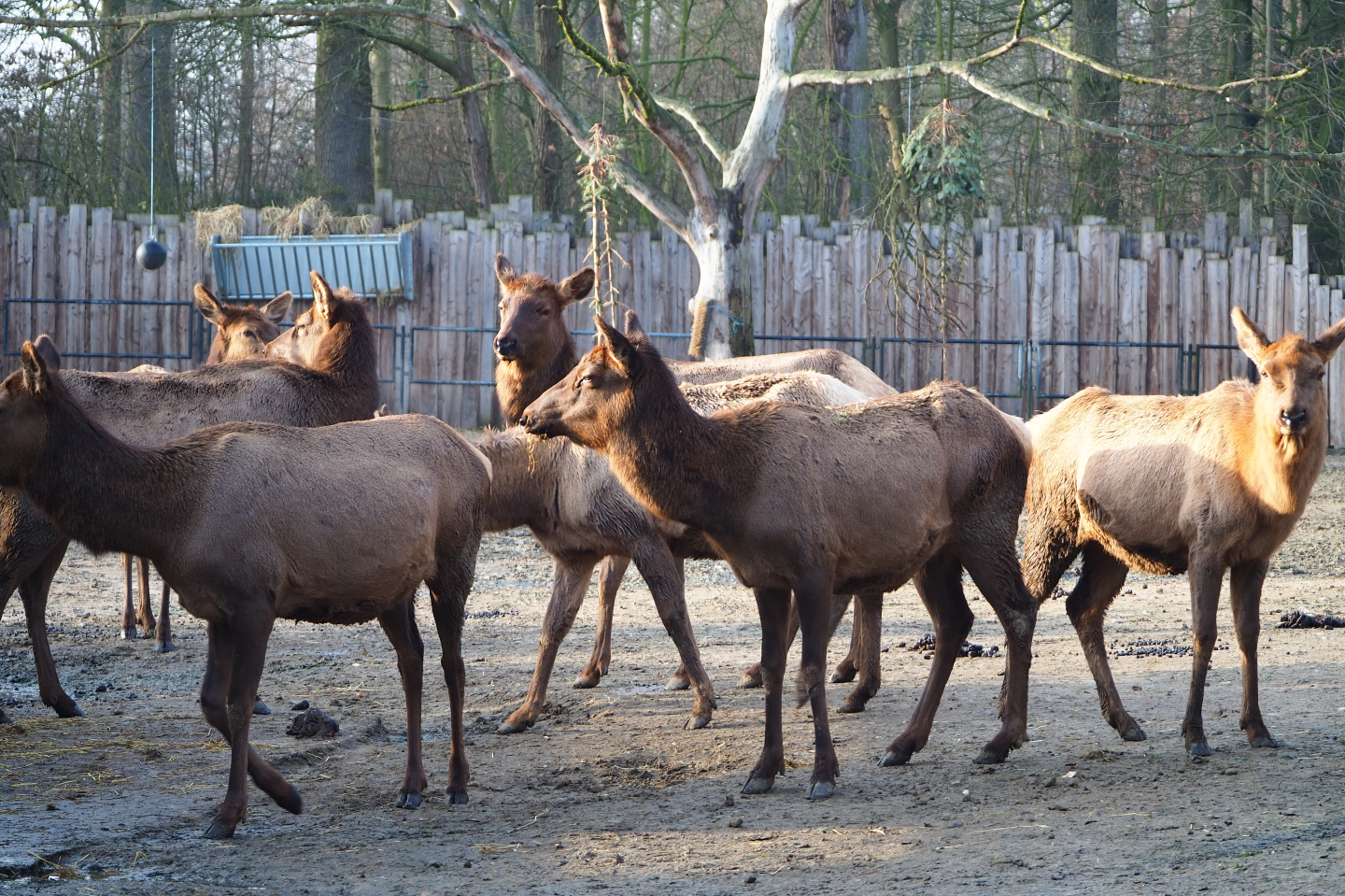 Rocky Mountain wapiti herd (Cervus canadensis nelsoni), 2019-12-28