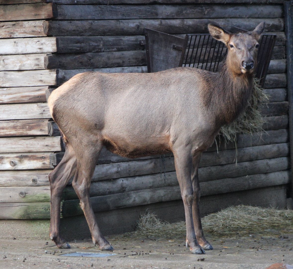 Rocky Mountain wapiti - hind