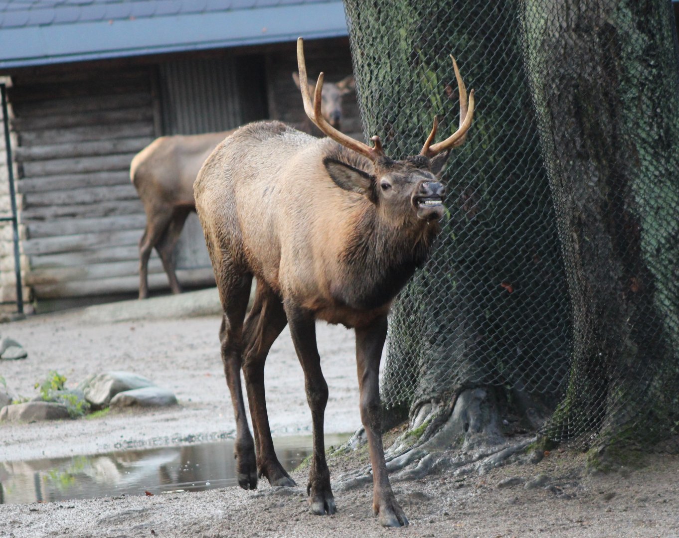 Rocky Mountain wapiti - male