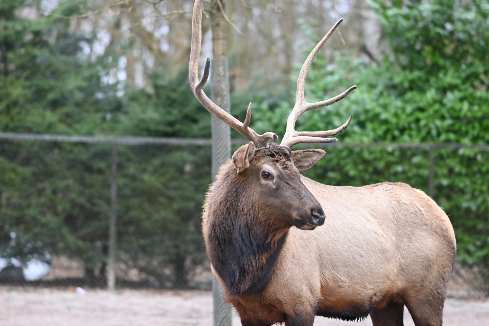 Rocky Mountain Wapiti