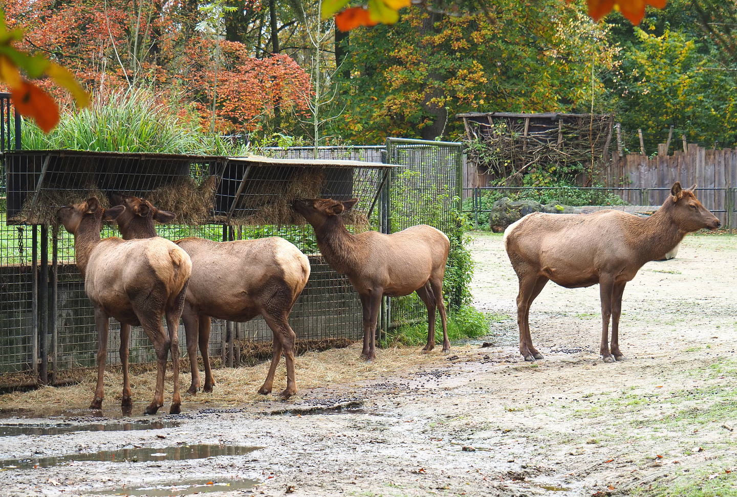 Rocky Mountain wapitis (Cervus canadensis nelsoni), 2021-11-06