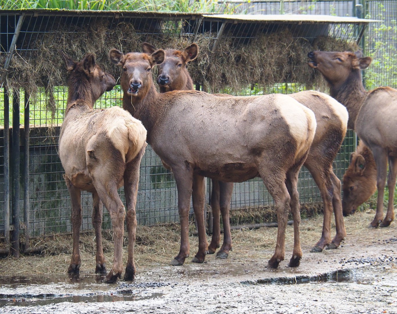 Rocky Mountain wapitis (Cervus canadensis nelsoni), 2021-11-23
