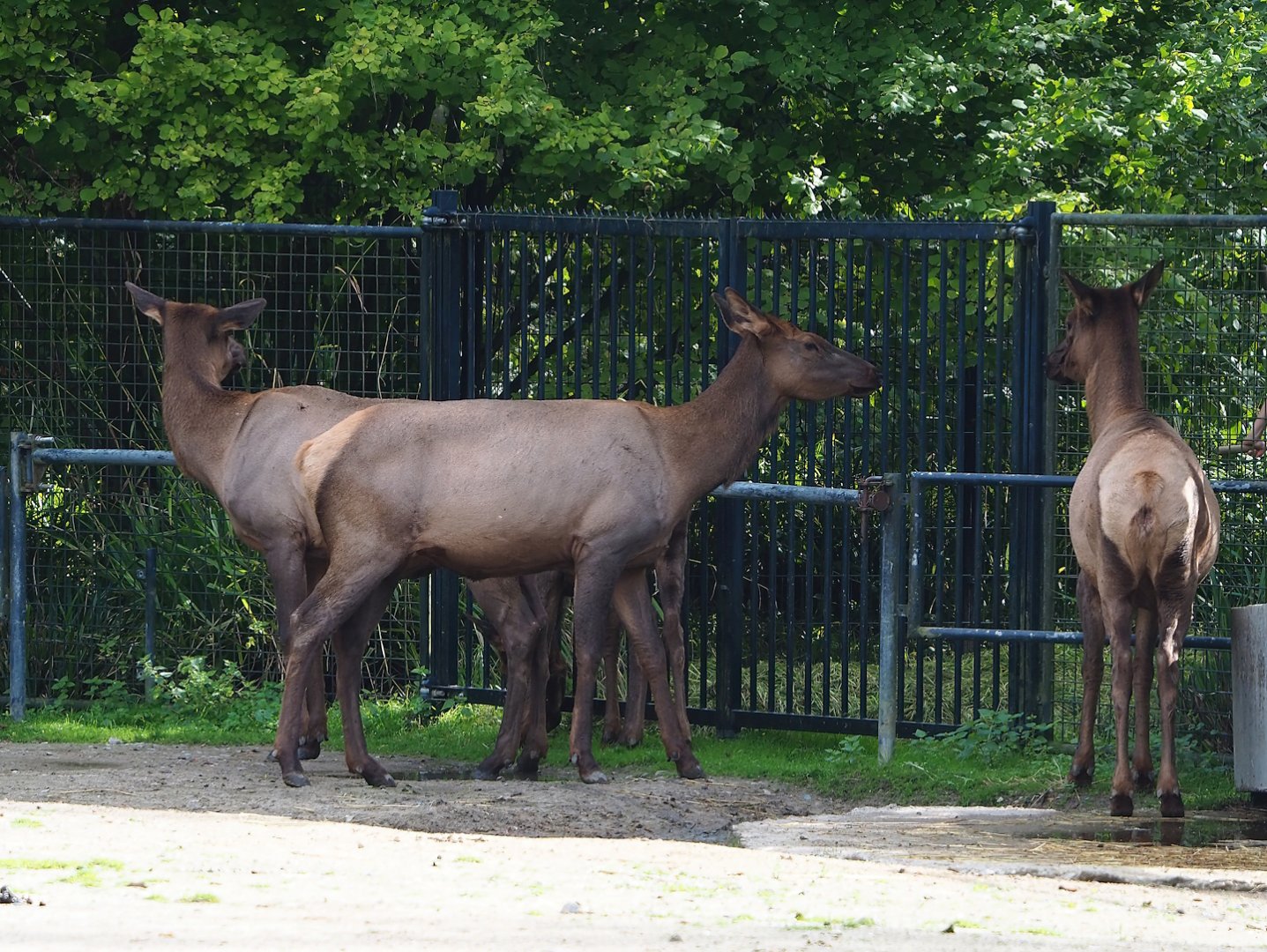 Rocky Mountain wapitis (Cervus canadensis nelsoni), 2023-09-19