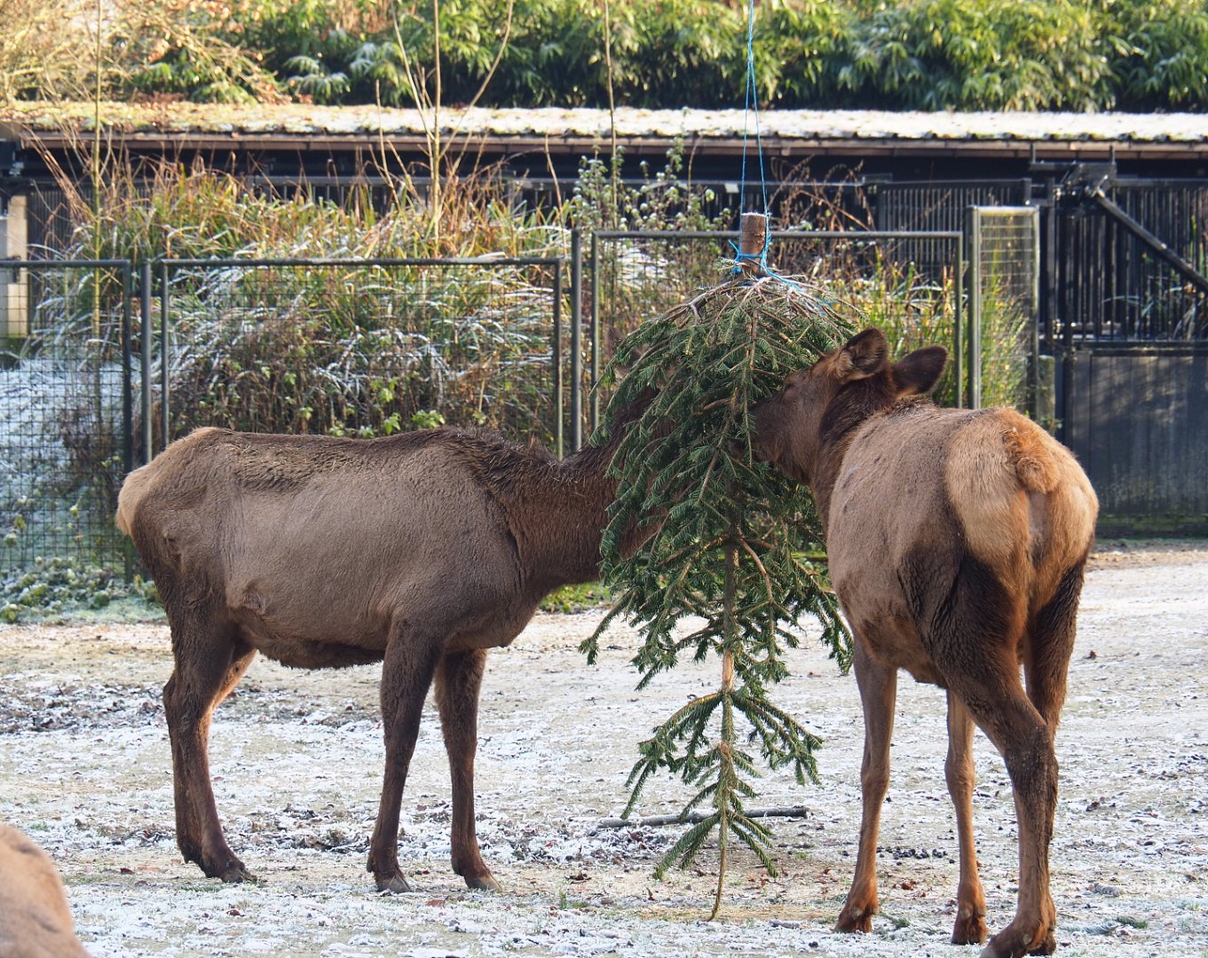 Rocky Mountain wapitis (Rocky Mountain elk) feeding on Christmas tree, 2021-12-22