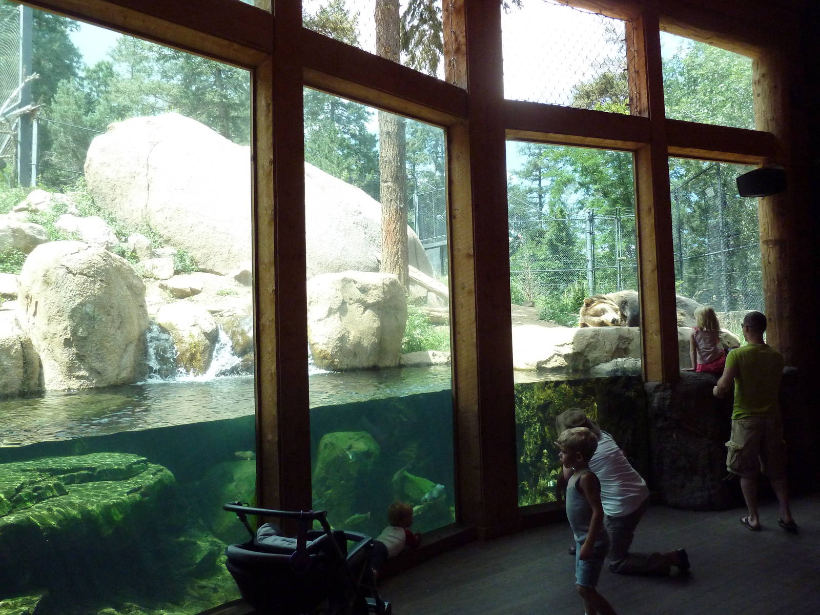 Rocky Mountain Wild - Grizzly Bear Exhibit