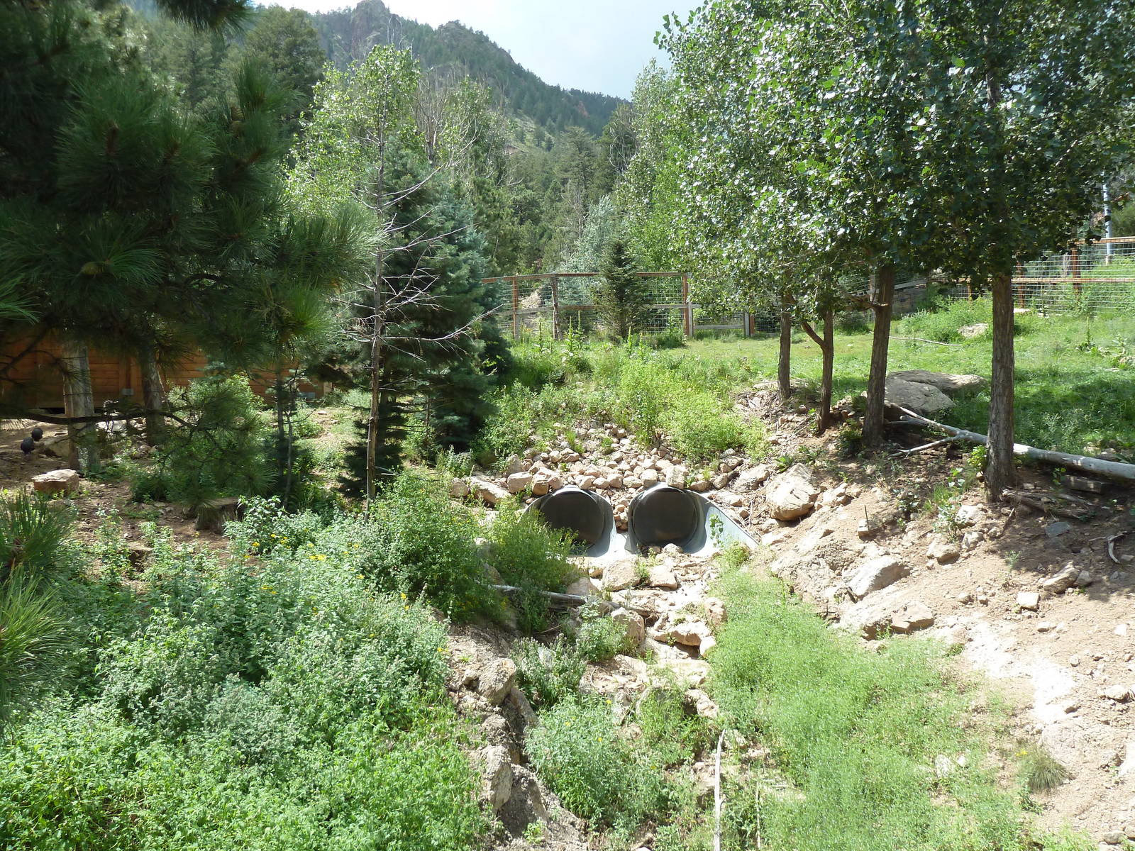 Rocky Mountain Wild - Moose Exhibit