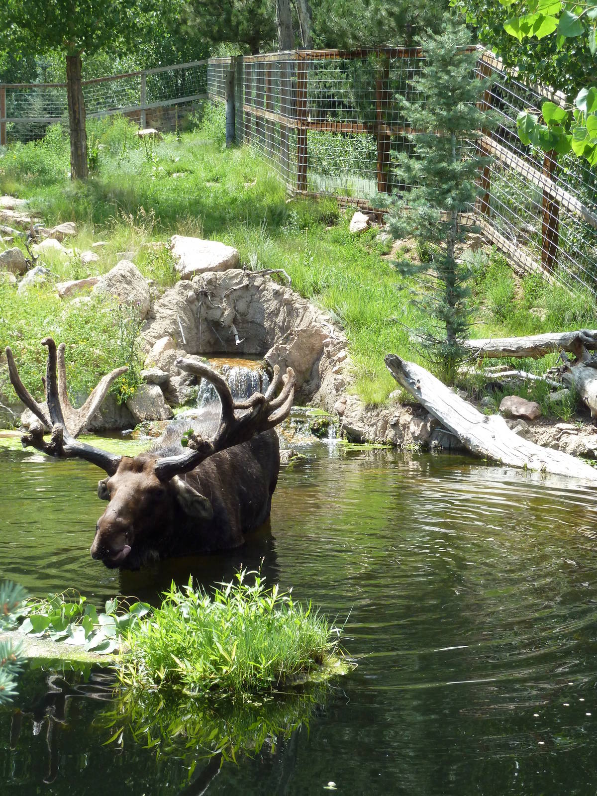 Rocky Mountain Wild - Moose Exhibit