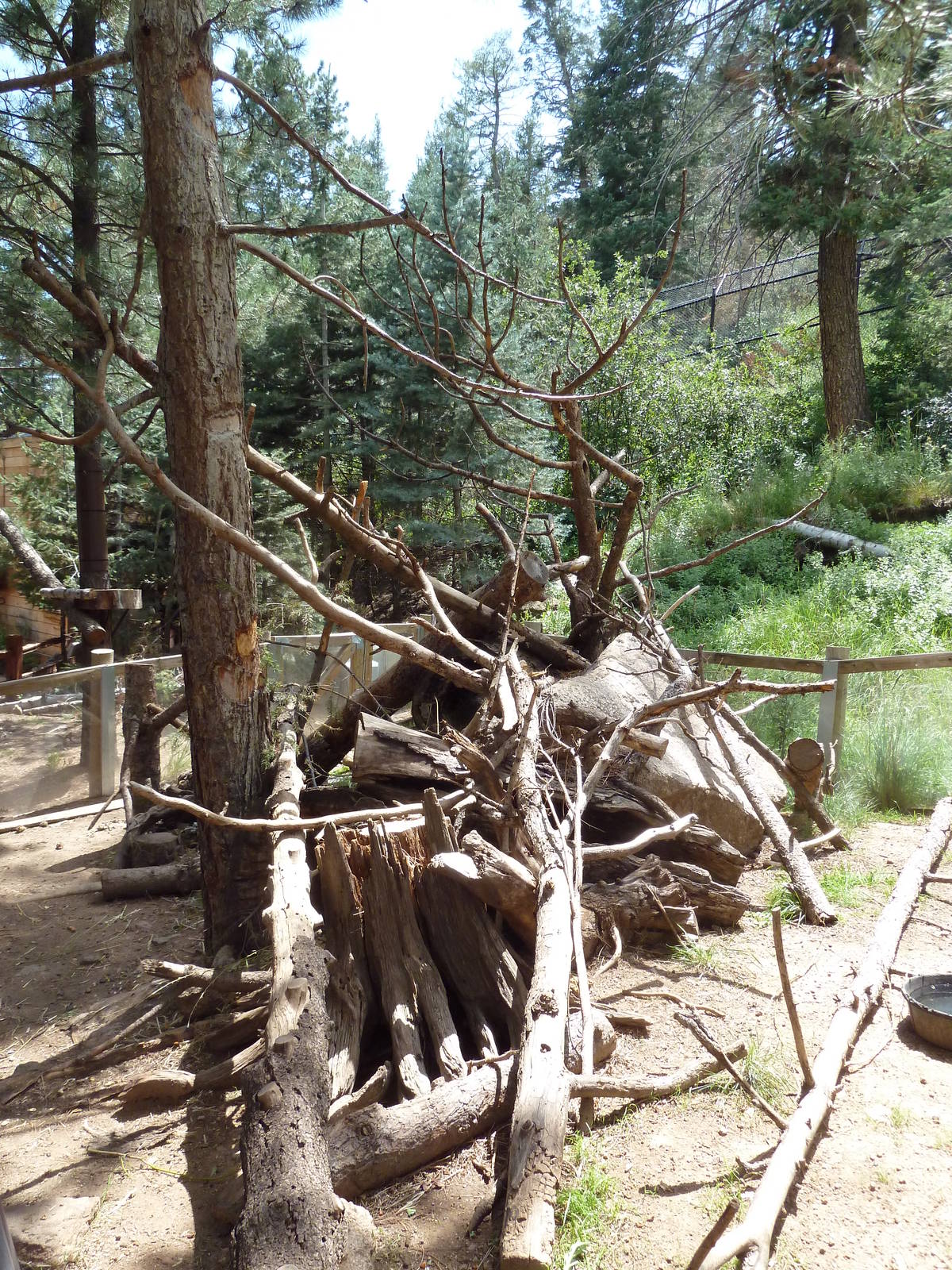 Rocky Mountain Wild - North American Porcupine Exhibit