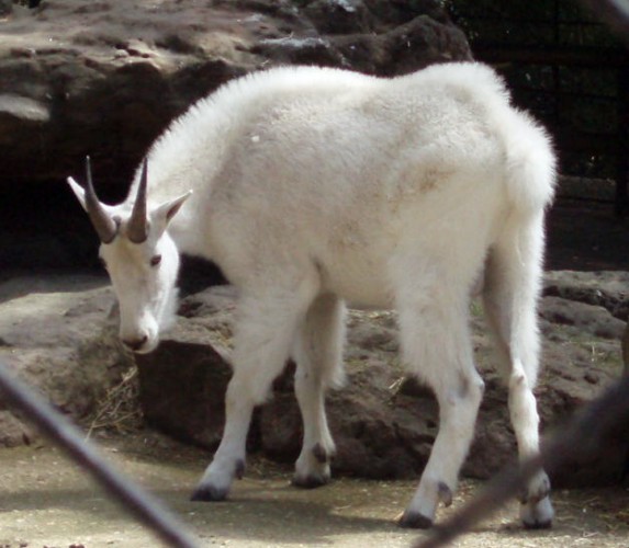 Rocky Mountains Goat (Oreamnos americanus)