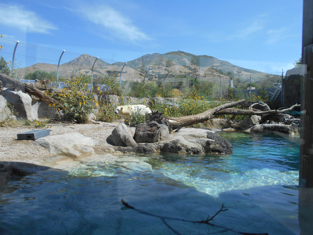 Rocky Point polar bear exhibit land area