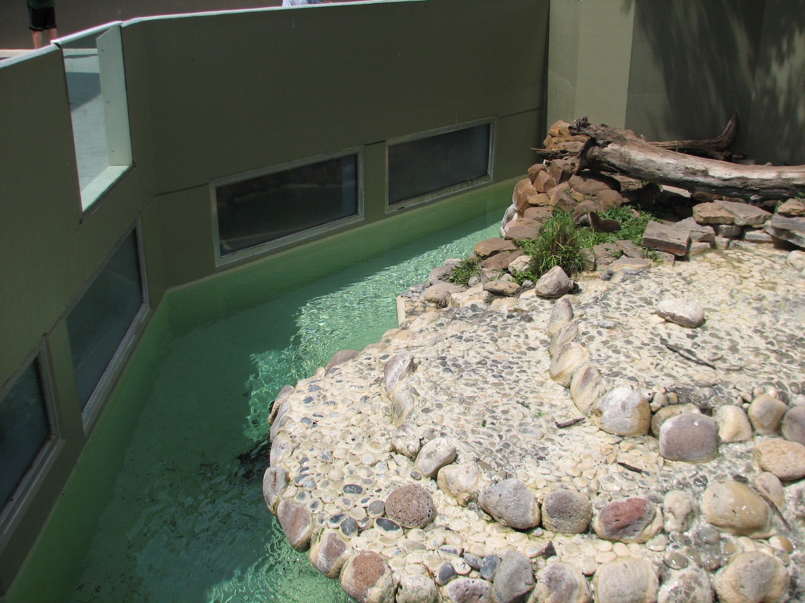 Rocky Point Preserve - Asian Small-clawed Otter Exhibit