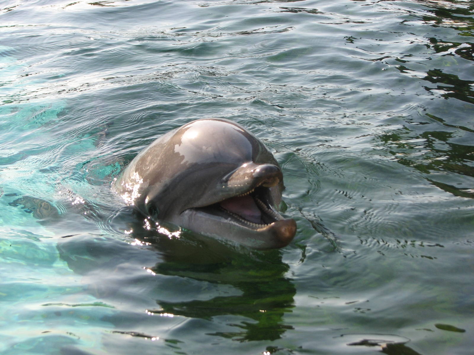 Rocky Point Preserve - Bottlenose Dolphin