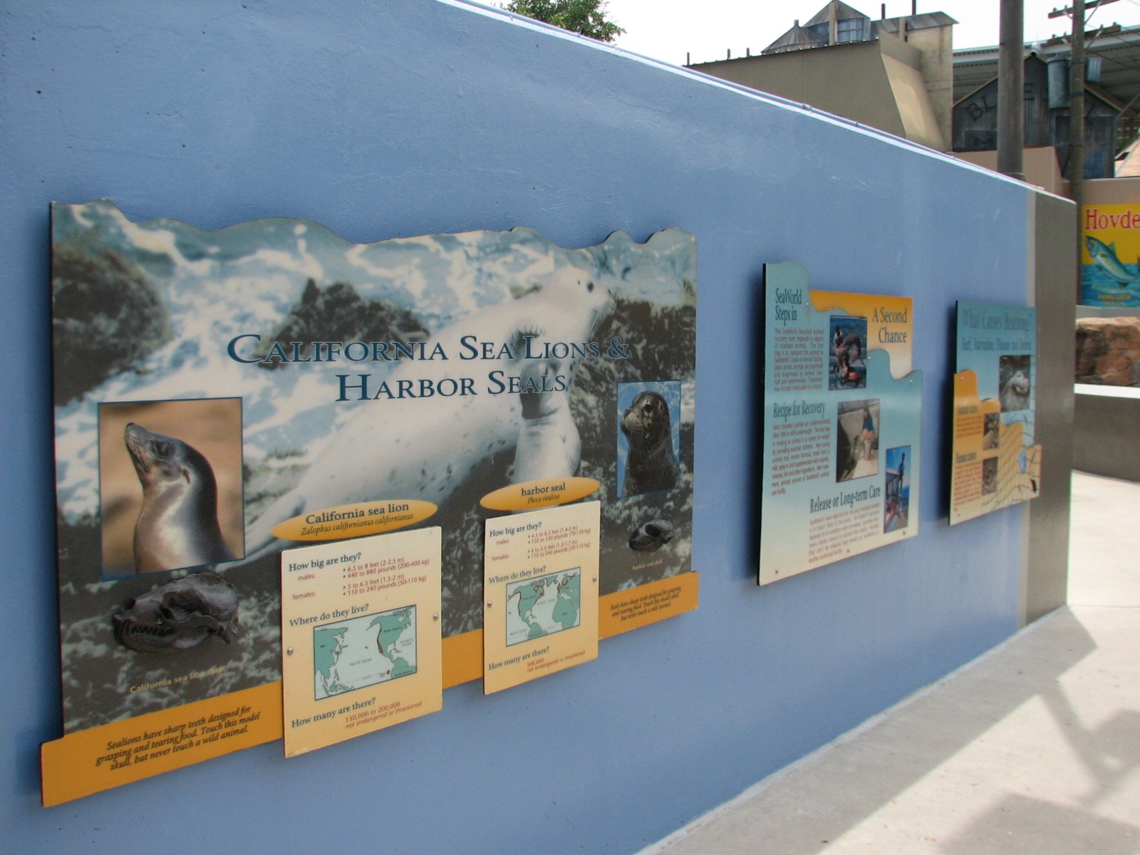 Rocky Point Preserve - California Sea Lion and Harbor Seal Exhibit