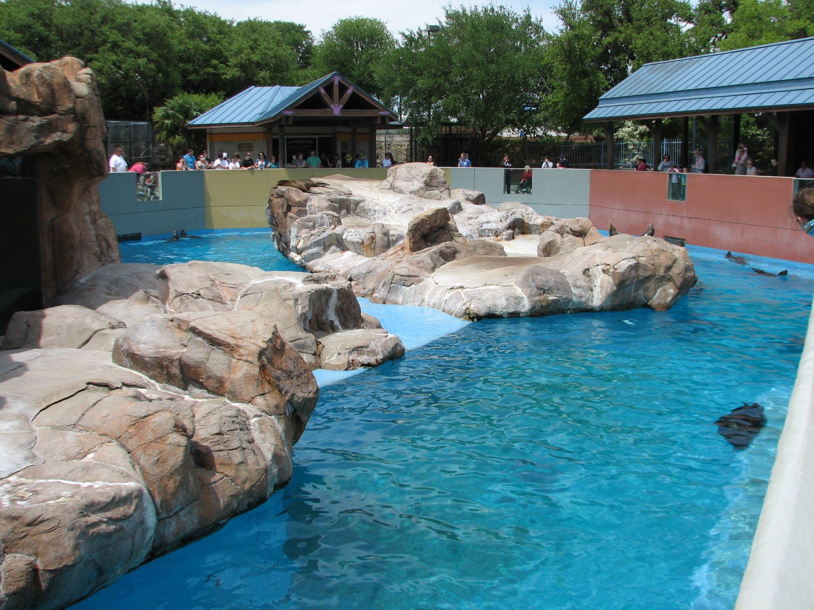 Rocky Point Preserve - California Sea Lion and Harbor Seal Exhibit