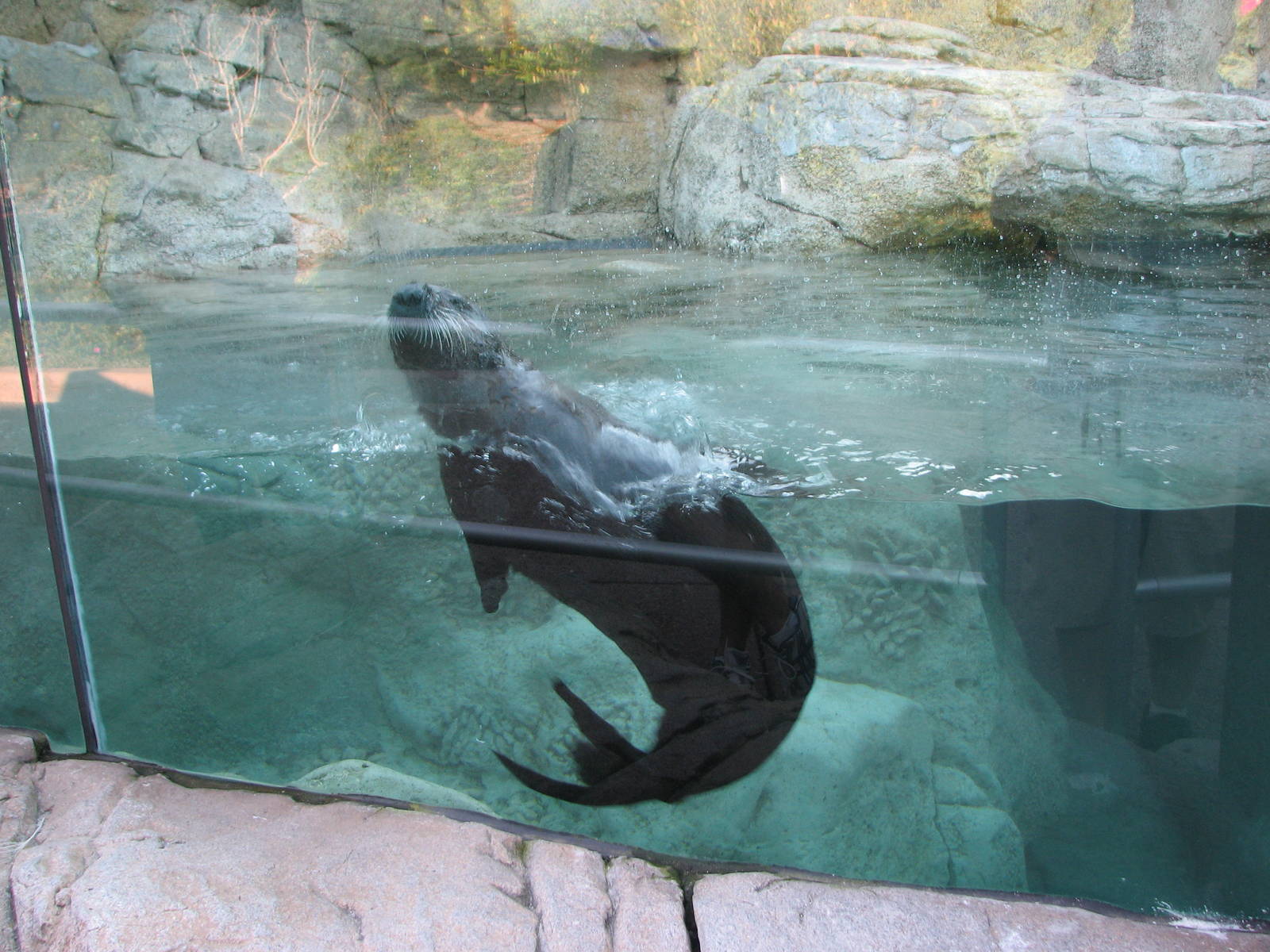 Rocky Point Preserve - Southern Sea Otter