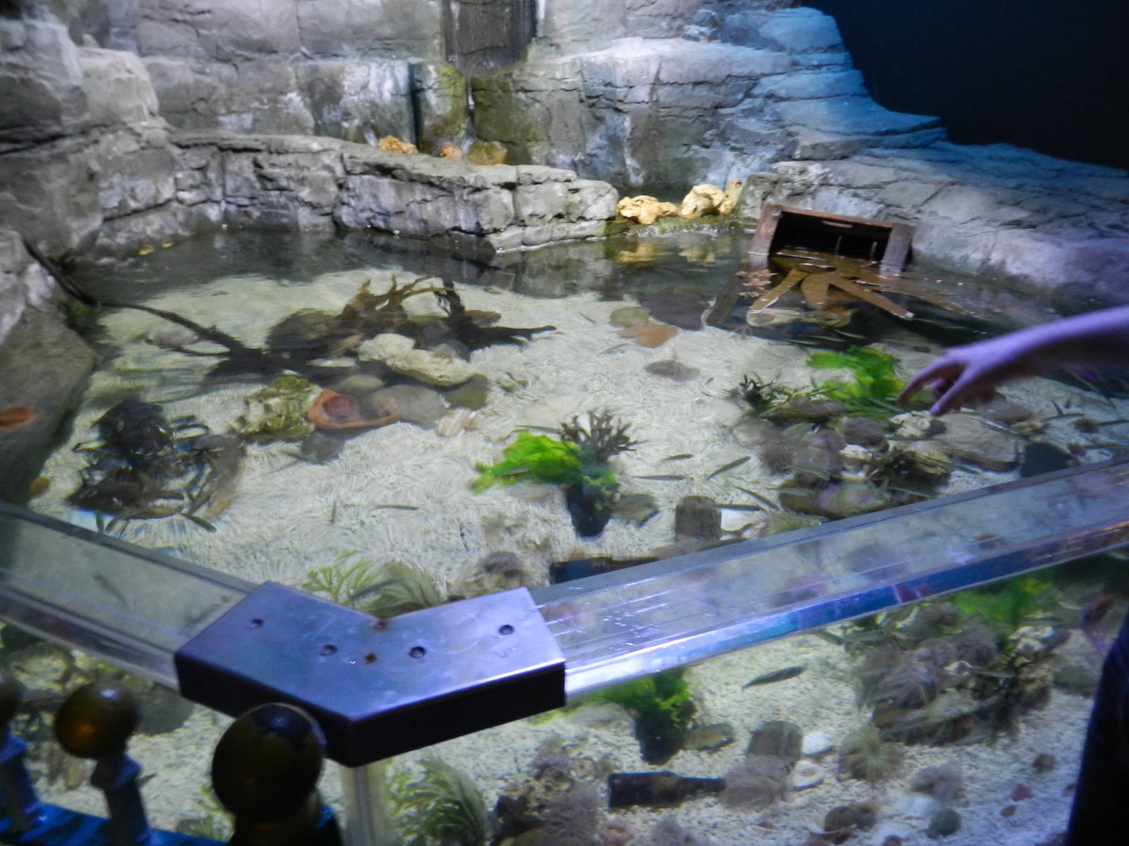 Rocky Pool at SEA LIFE Scarborough - 26/08/2012