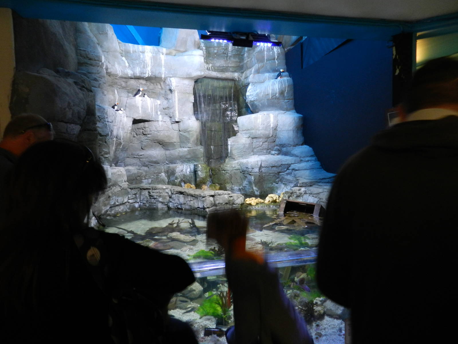 Rocky Pool at SEA LIFE Scarborough - 26/08/2012