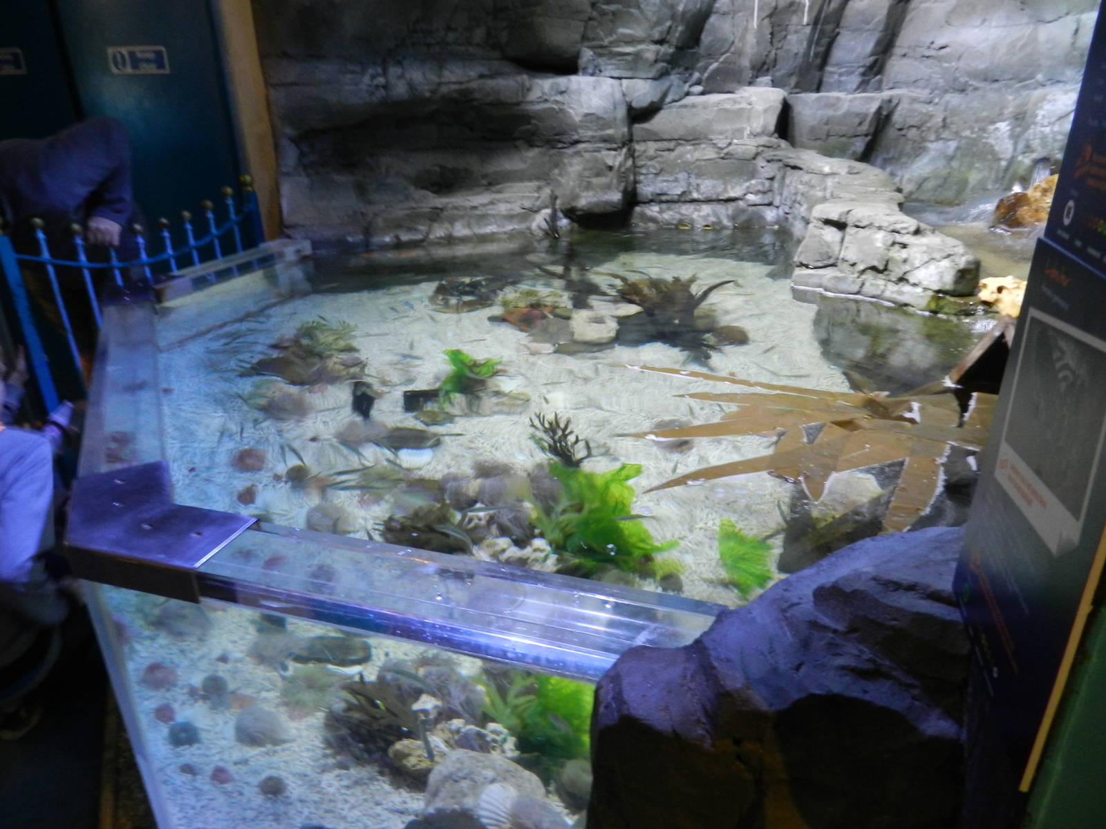 Rocky Pool at SEA LIFE Scarborough - 26/08/2012