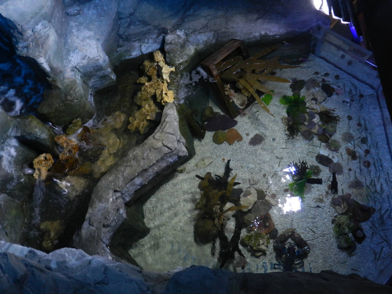 Rocky Pool at SEA LIFE Scarborough - 26/08/2012