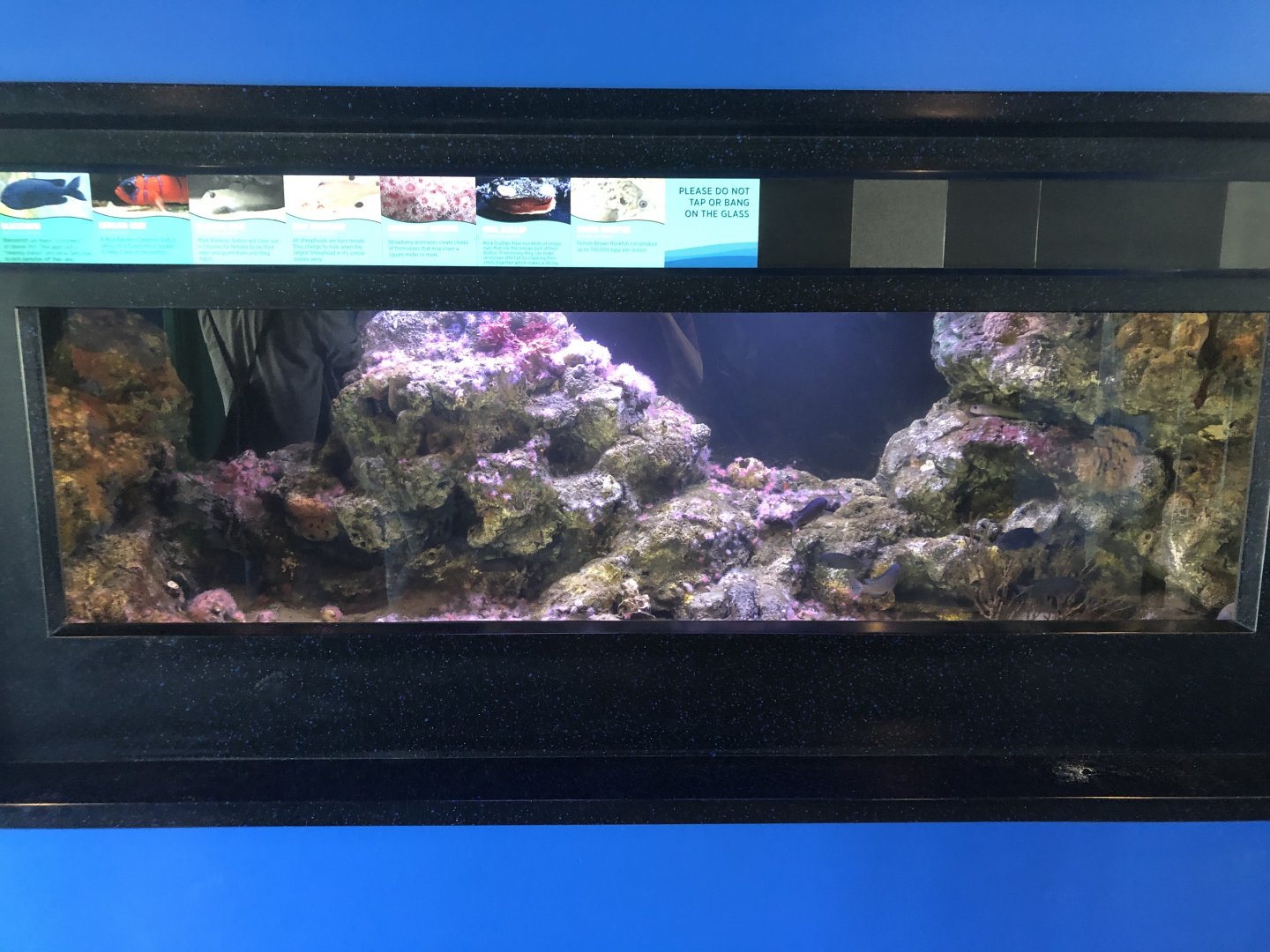 Rocky Reef Tank