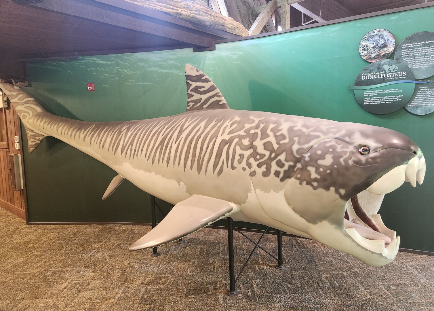 Rocky River NC - Dunkleosteus model (mascot)