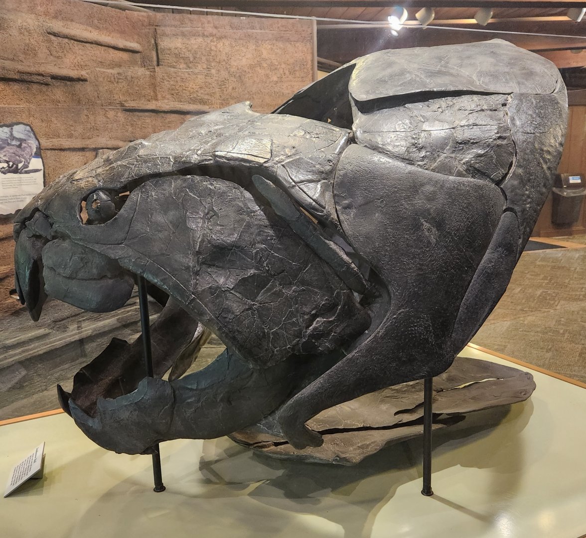 Rocky River NC - Dunkleosteus skull