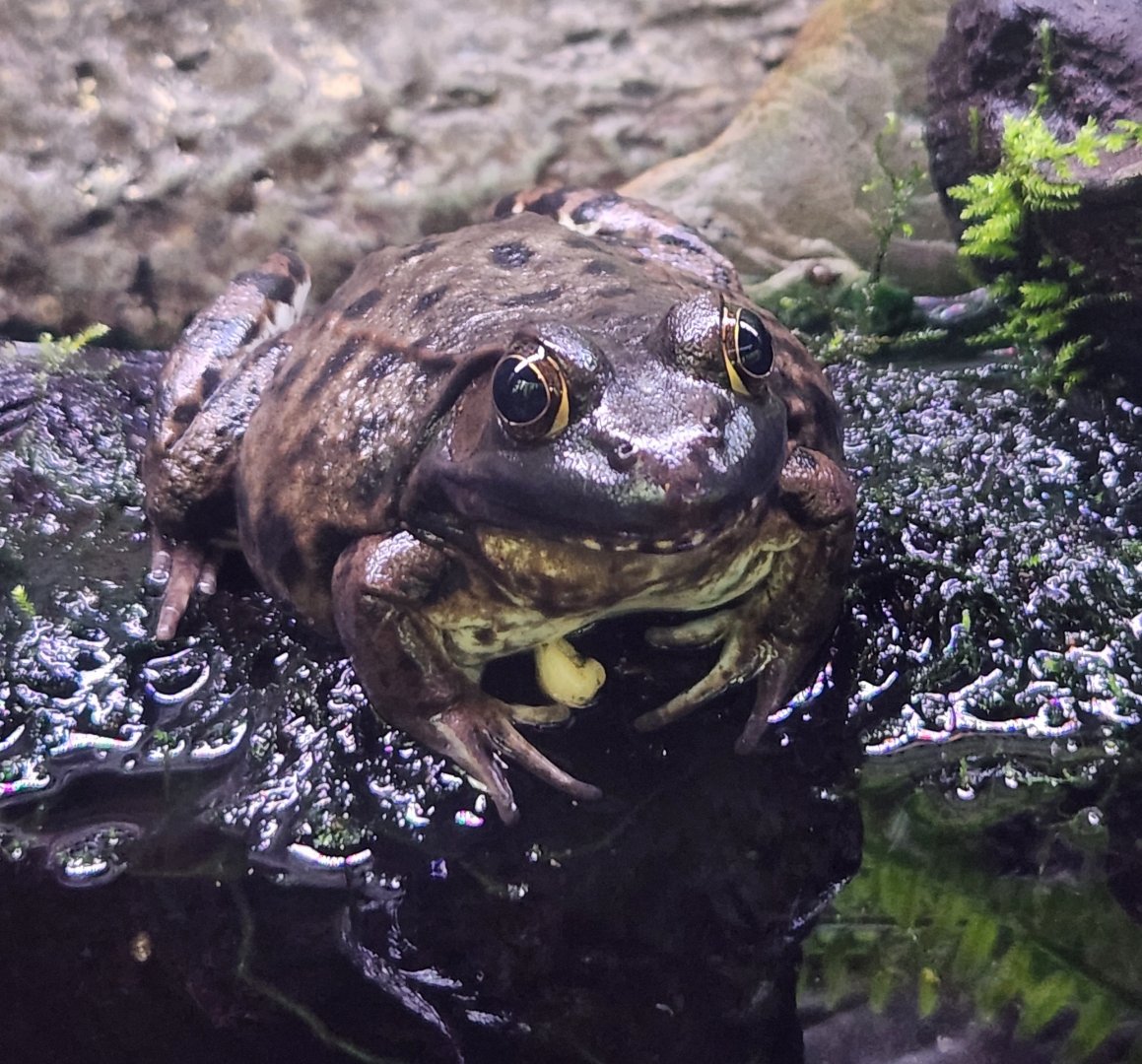 Rocky River NC - Lithobates clamitans melanota