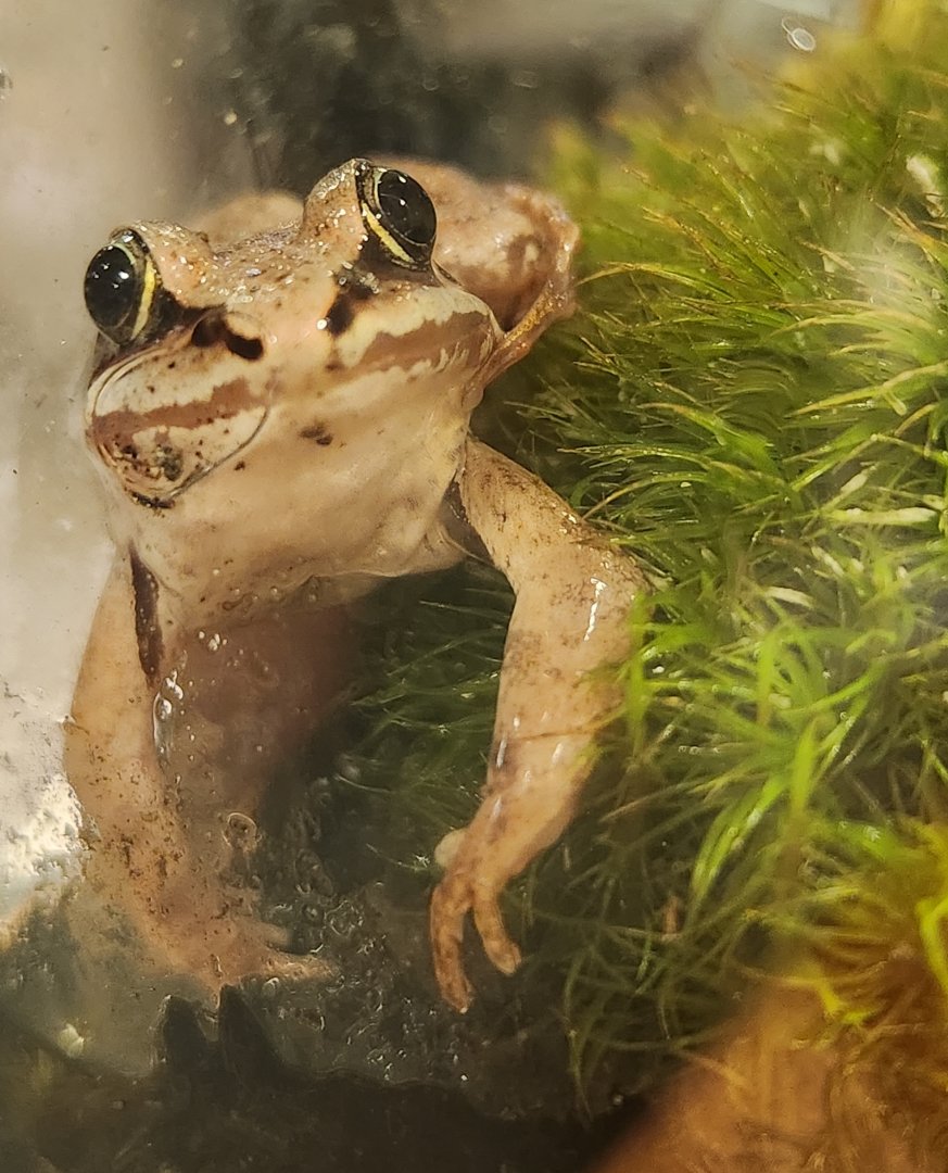 Rocky River NC -Lithobates sylvaticus