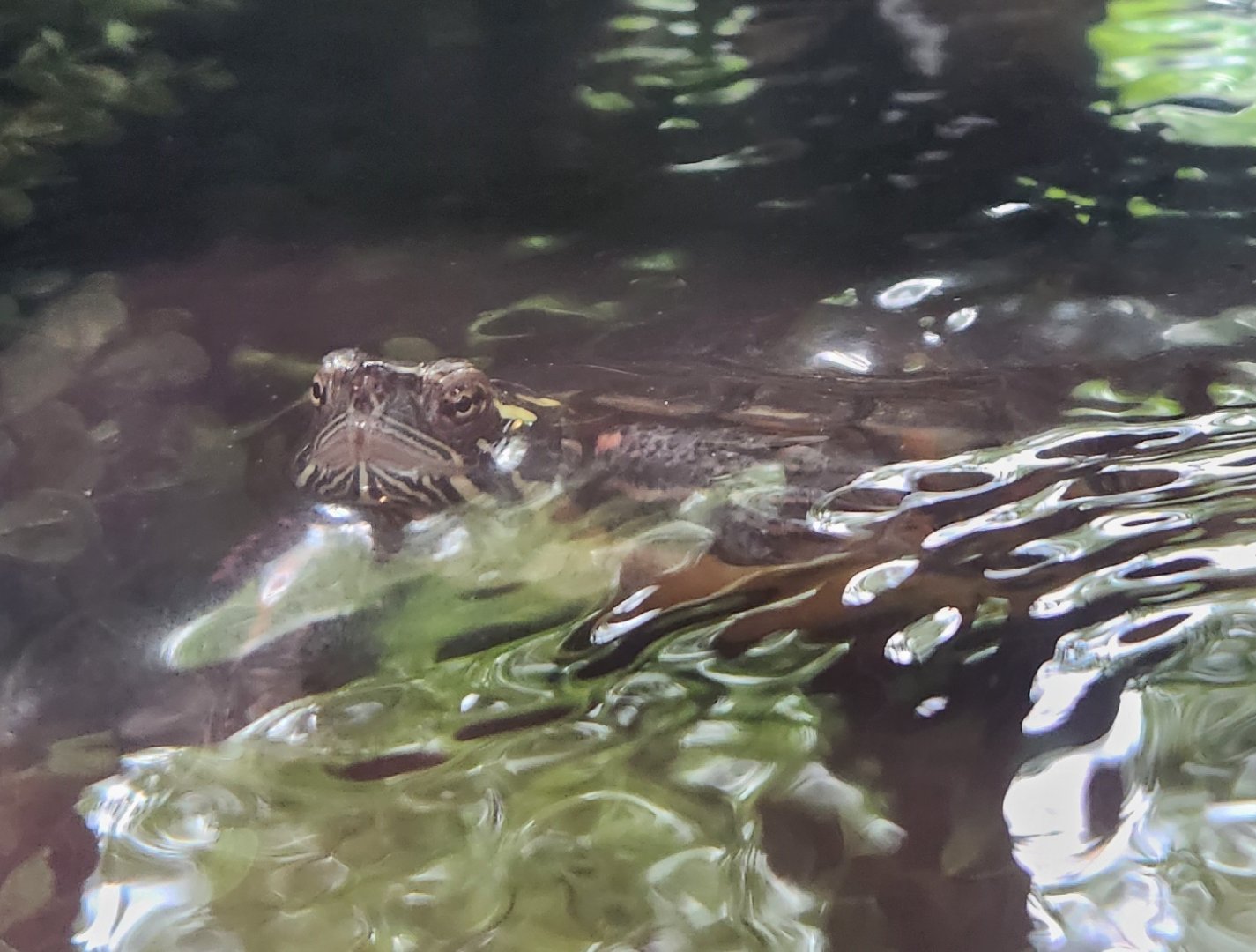 Rocky River NC - Midland Painted Turtle