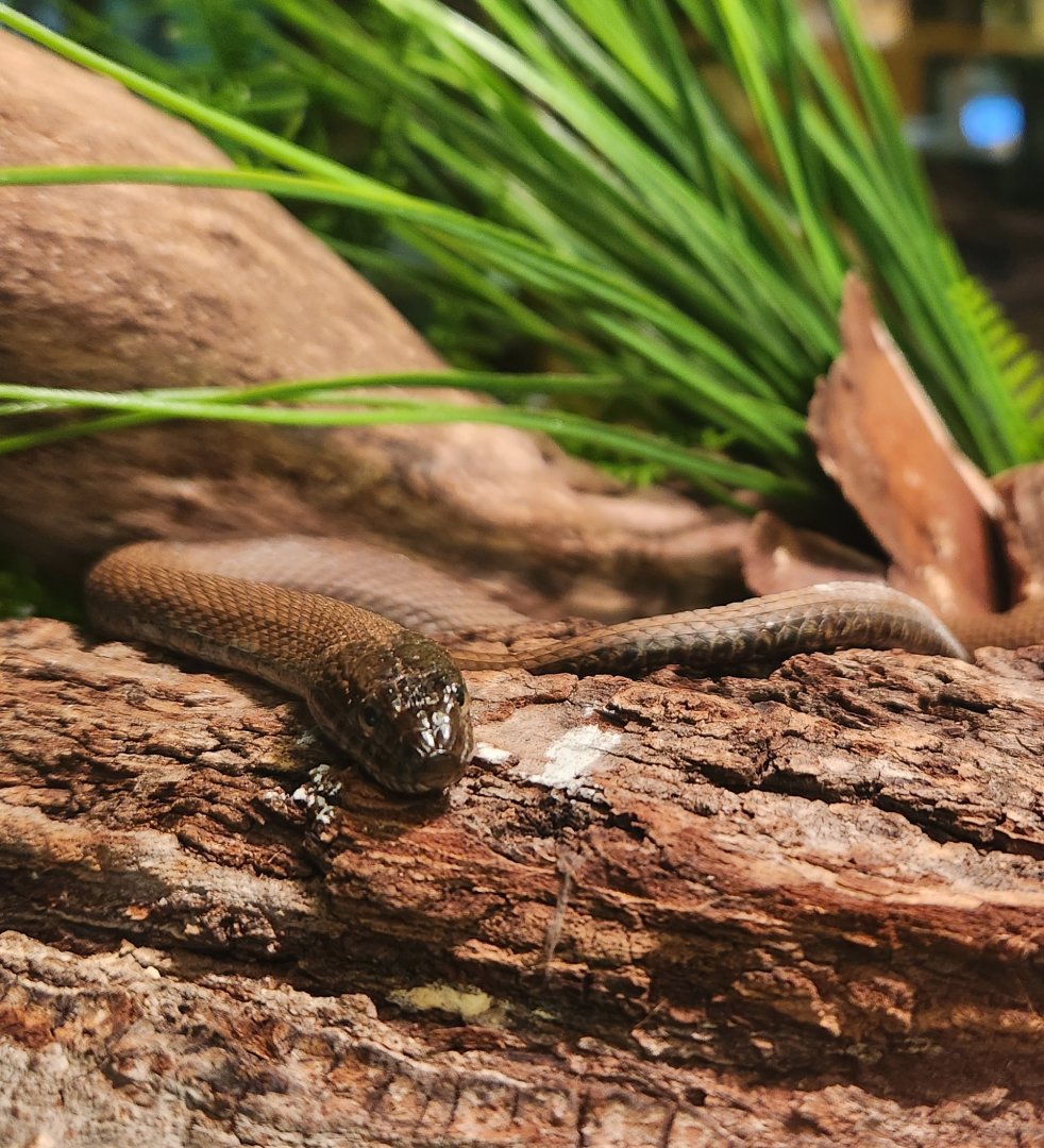 Rocky River NC - Nerodia sipedon