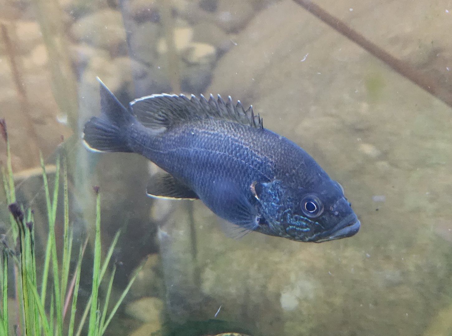 Rocky River NC - Sunfish
