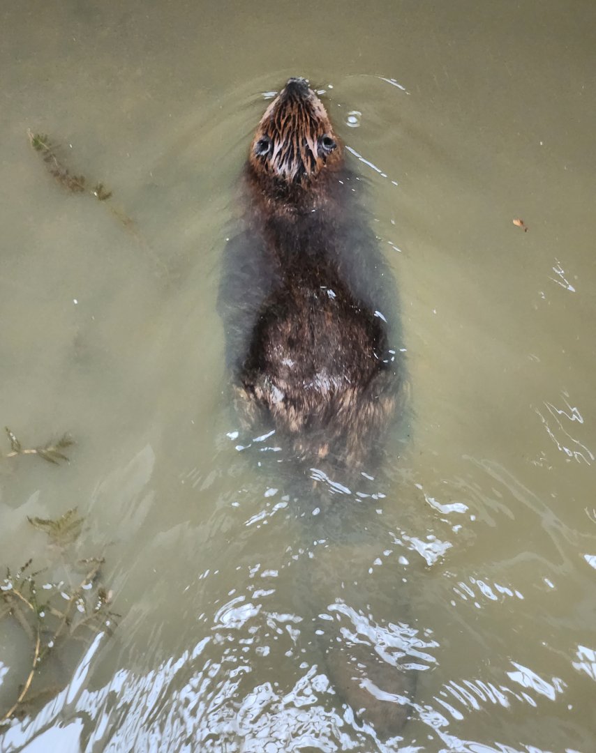 Rocky River NC - Wild beaver (above view)
